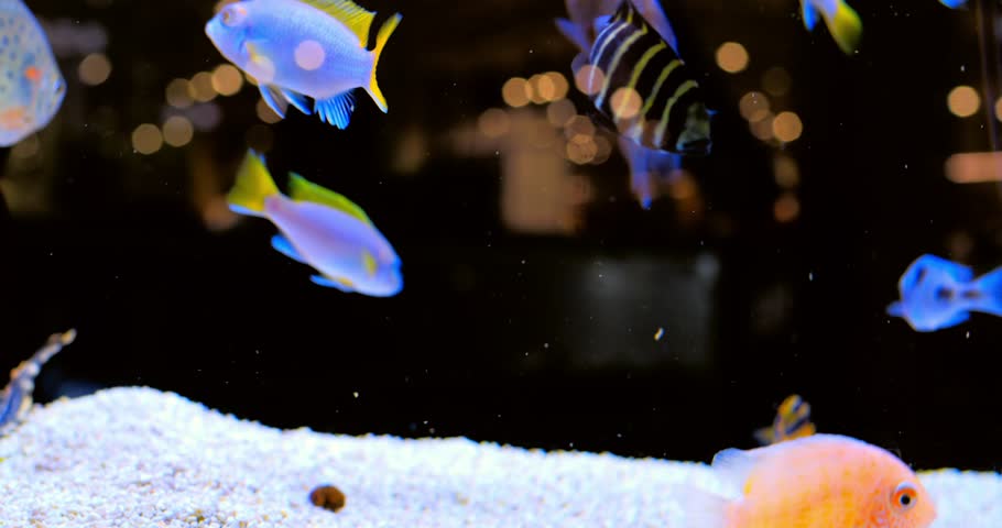 Vibrant african cichlids swimming gracefully in home aquarium, displaying colorful hues against white sand with soft bokeh from aquarium lights. Concept of aquarium fish
