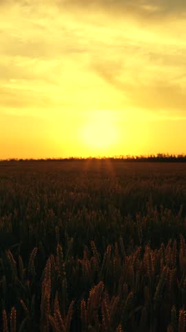Golden ears of wheat on summer wheat field of farm. Agribusiness concepts. Agricultural industry. Beautiful landscape of wheat field, sunny sky. Wheat field ripening sunrise. Grain harvest. Vertical