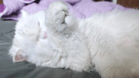 White persian cat grooming, sitting on gray bed beside soft purple blanket - Powered by Shutterstock - Get 15% off with code: PIKWIZARD15