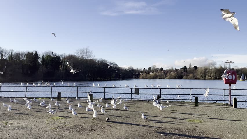 reservoir park duck seagulls wildlife water river tree 