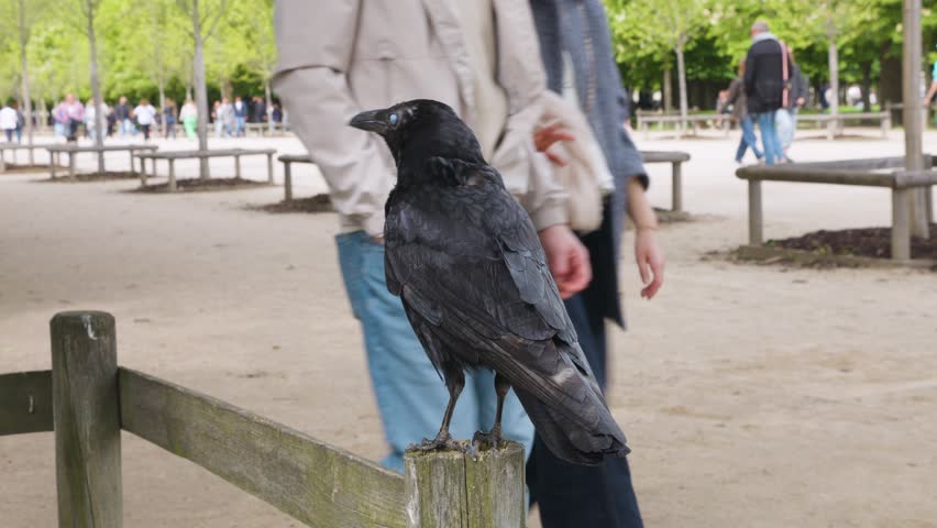 A black raven with glossy feathers sits on a wooden fence in Jardin des Tuileries (Tuileries Garden) on a sunny spring day in Paris, France.