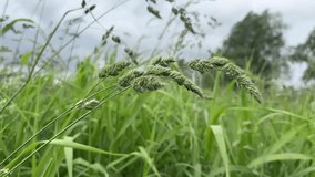 Close-up of grass seed heads swaying in the wind against a blurred natural background - Powered by Shutterstock - Get 15% off with code: PIKWIZARD15