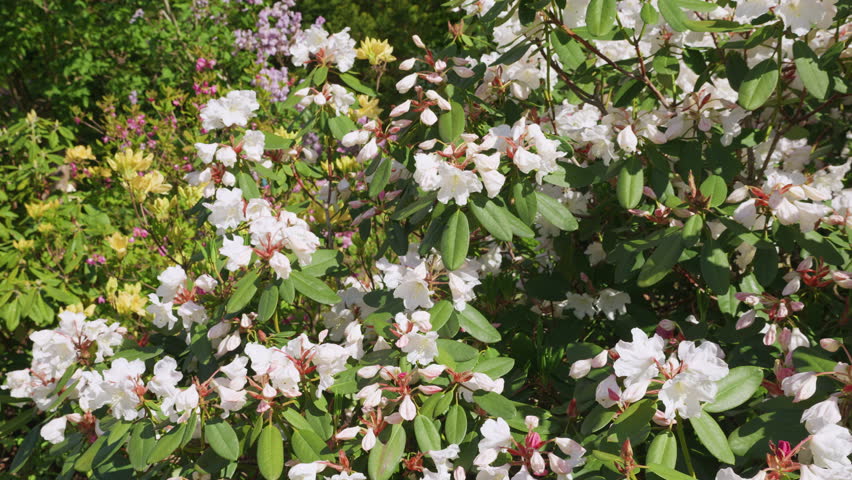 A lush rhododendron bush blooming with large white flowers in a spring park on a clear sunny day.