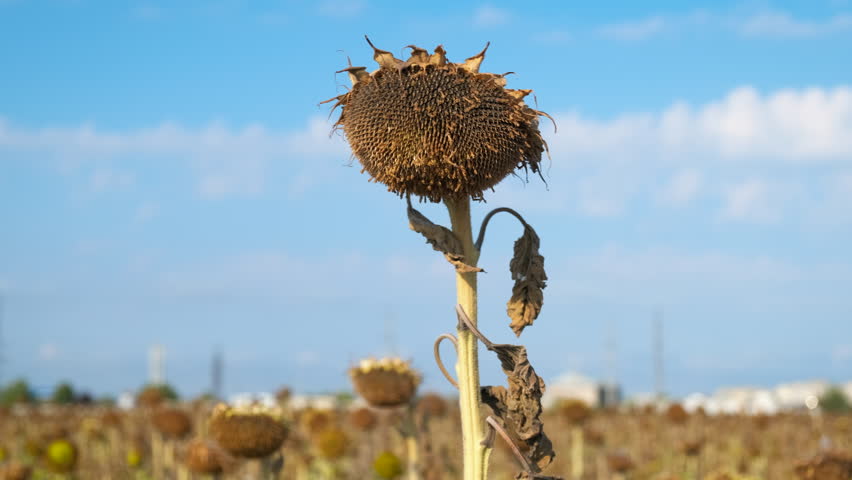 Damaged sunflowers field at drought time. A stressed field of sunflowers with bad harvest against blue sunny sky.