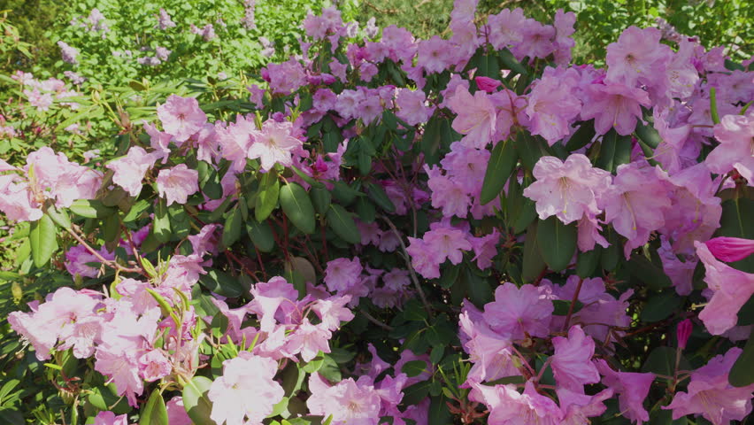 A lush rhododendron bush blooming with lilac pink flowers in a spring park on a clear sunny day.