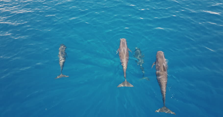 Three short-finned pilot whales swimming gracefully in the clear blue ocean water, serene and captivating scene highlights the beauty of marine life. Wild nature sea travel background, top down view