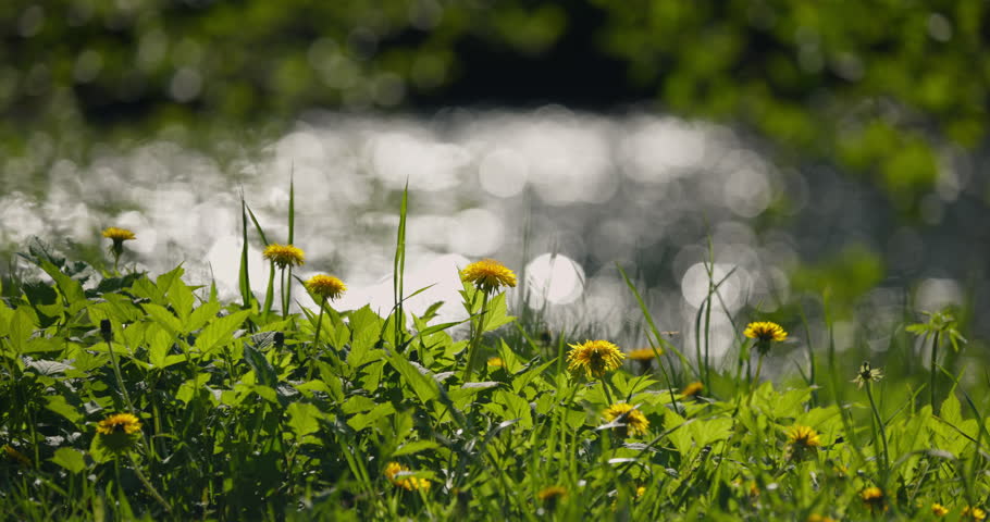 dandelions on the foreground, background of the glare of water on the lake in full focus on a sunny day
