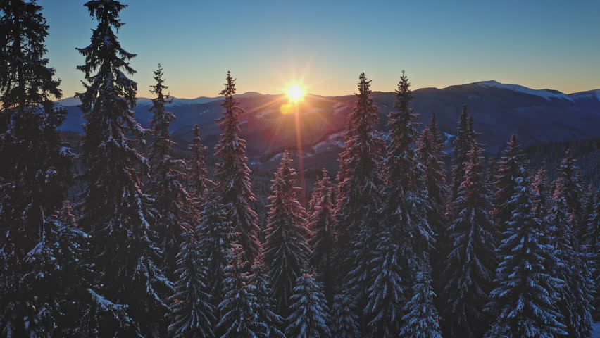 Golden sunset sunlight shining over snowy pine trees in mountain forest at dawn, creating a breathtaking and tranquil winter landscape filled with natural beauty. Winter wild nature travel background