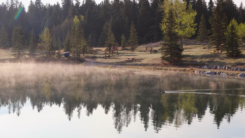 Two ducks glide across a misty lake surrounded by pine trees, picnic benches, and golden morning light in a peaceful forest park.
