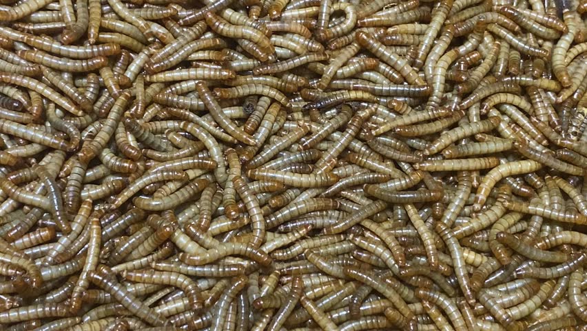 Closeup Meal worms also known as larvae of the beetle Tenebrio molitor.