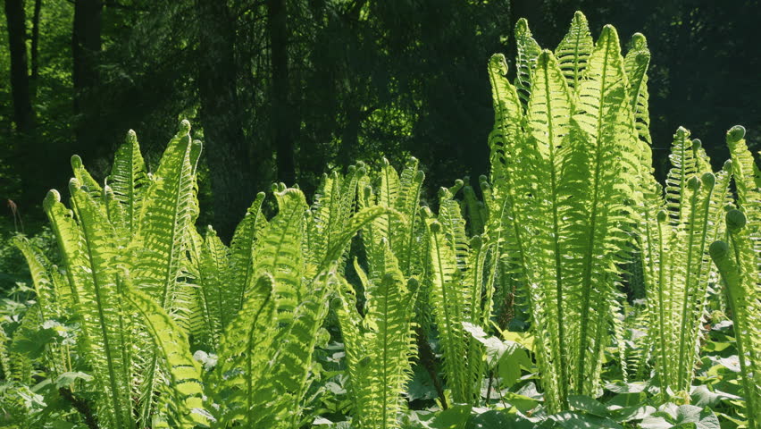 Large green feathery leaves of the elegant and graceful fern Athyrium filix-femina (lady fern) in the sun in a shady clearing.