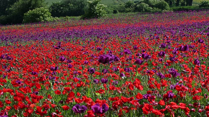 Flowering purple poppy seed flowers (Papaver somniferum). Agricultural field of opium poppy or breadseed poppy.