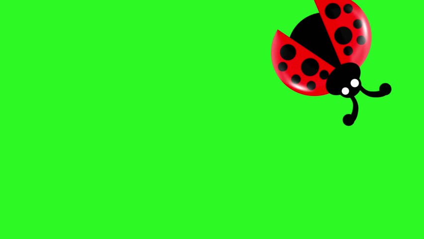 Cute red ladybug flying with flapping wings on bright green background. Loop animation perfect for children’s content, education, or nature-themed motion graphics.
