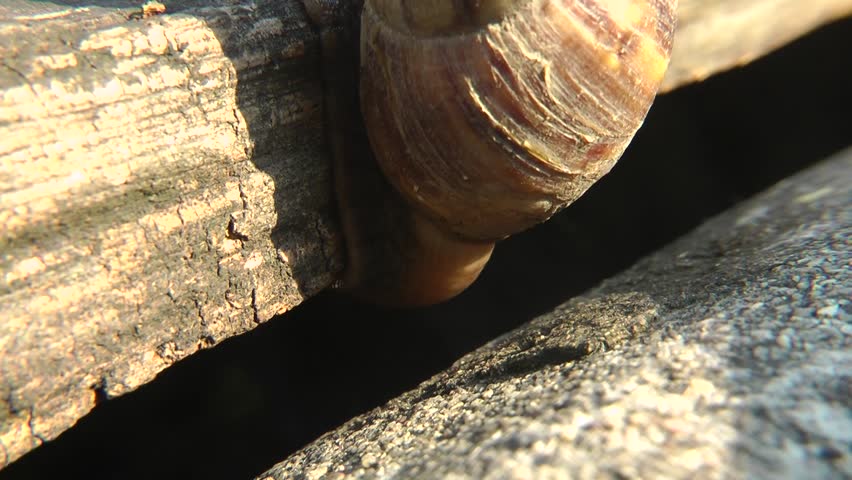 Snail - close up