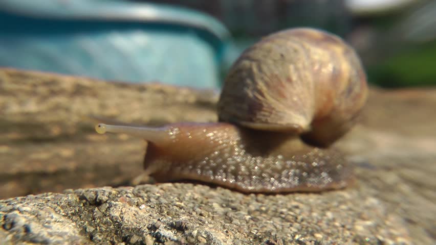 Snail - close up