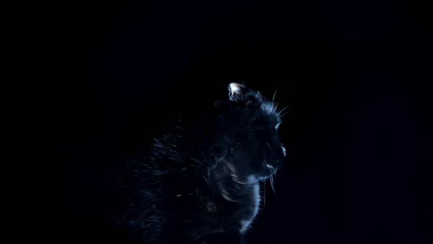halloween Black cat close-up in a dark.look of a black cat. Halloween symbol.Black cat silhouette in the darkness. Witchcraft and magic atmosphere.