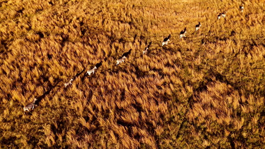 Plains zebra herd run in single file with long shadows at sunset, aerial