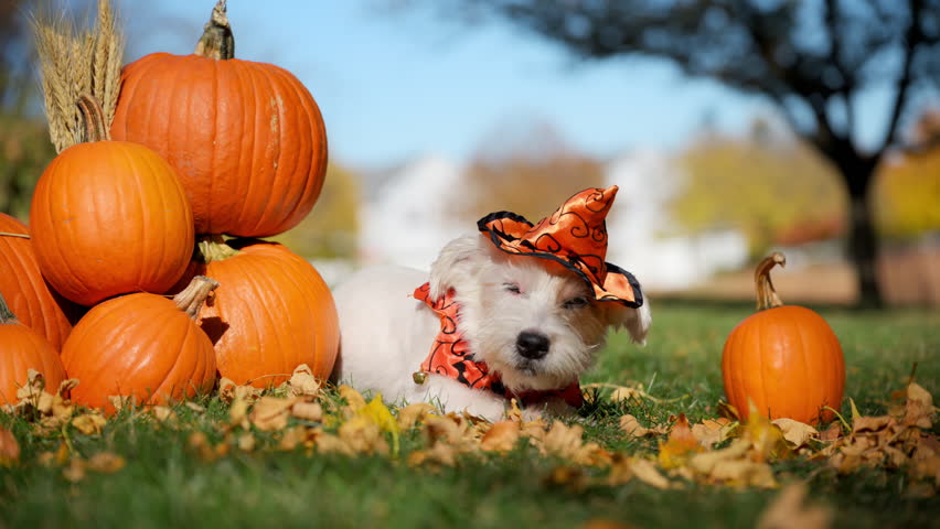 Cute small farmers dog Jack Russell Terrier in the Halloween costume and hat is sitting and licking his nose nicely near pumpkins at bright autumn day