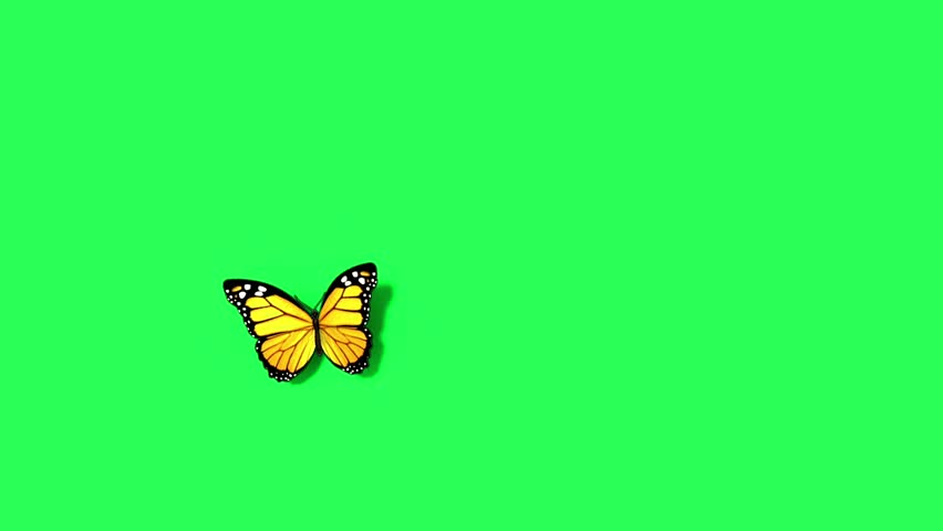 A sitting Butterfly flying on green screen background.