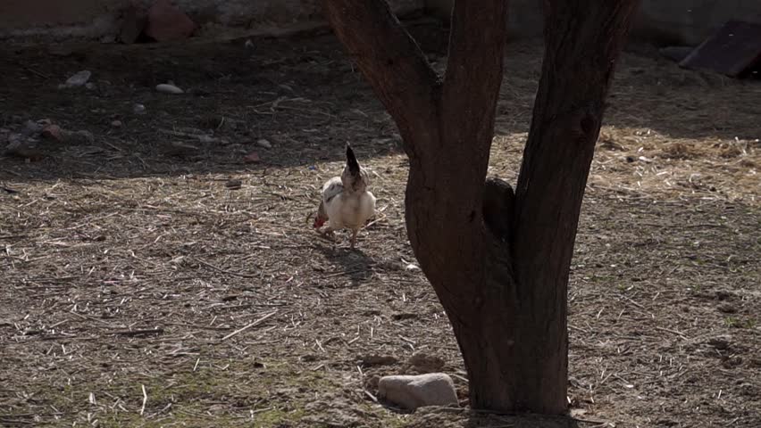 The chickens are looking for food in front of the barn.