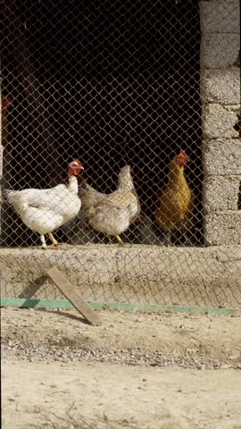 The chickens are looking for food in front of the barn.