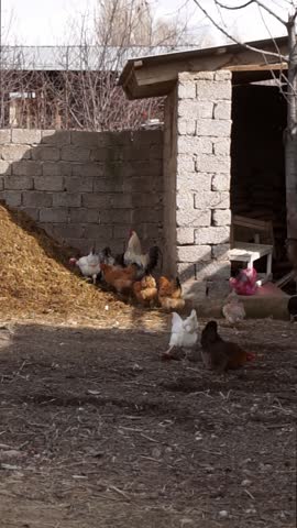 The chickens are looking for food in front of the barn.