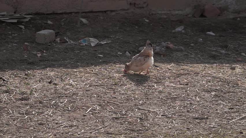 The chickens are looking for food in front of the barn.