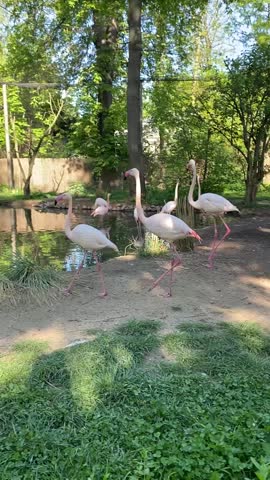 Flamingos Walking. Pink Flamingo Vertical Video for Social Media, Instagram Reels and Tiktok