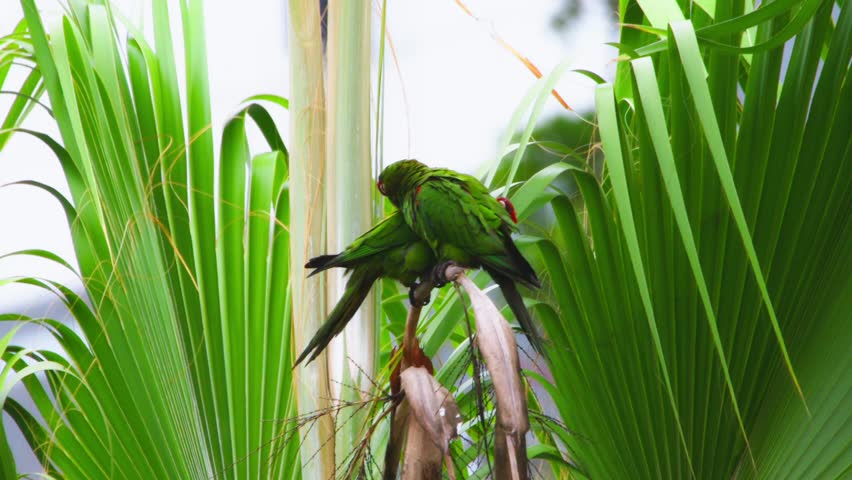 Green bird perched on tree branch, surrounded by tropical leaves, preening