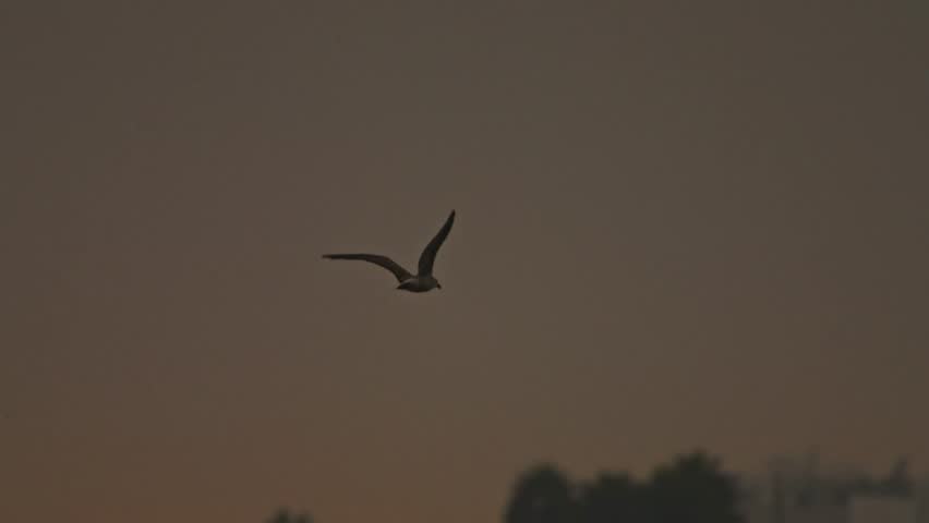 A bird flying over a cityscape during an overcast evening with soft lighting