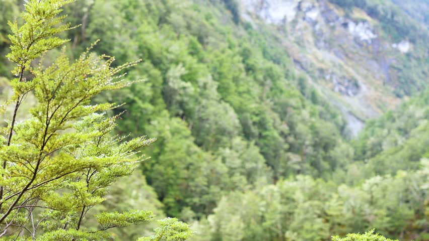 Lush green pine forest with mountainous backdrop in Queenstown, New Zealand. Bright daylight enhances the natural beauty and tranquility