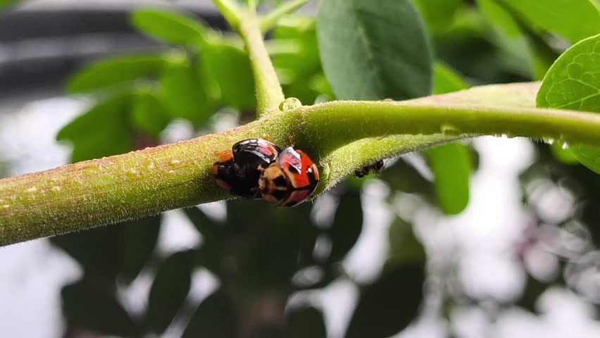 Macro shot of two ladybugs on a vibrant green plant stem with water droplets. Captures intricate insect life and natural detail, perfect for wildlife or nature themes.