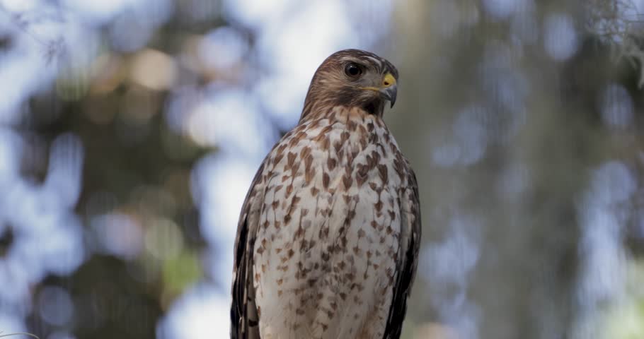 Close-up of a coopers hawk perched with soft bokeh background, highlighting its sharp features and alert posture