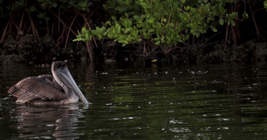 Pelican floating calmly on water near mangroves at dusk