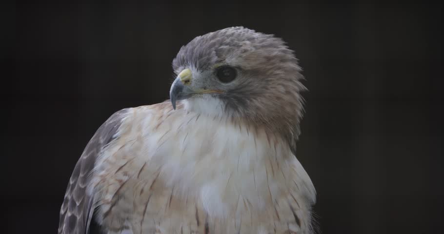 Close-up of a light-colored hawk with dark eyes perched calmly, looking to the side indoors