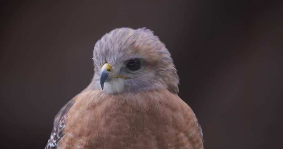 Close-up of a raptor perched with intense gaze, showing feather detail and natural brown plumage