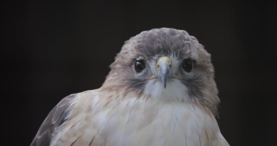 Close-up of hawk gazing intently in low light, sharp eyes locked forward with smooth feathers and neutral background