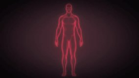 Red scan human body rotate computer tomography 3d animation hologram heart brain pulse x-ray medicine innovation, Includes AI-generated art; all motion and editing manually created by contributor - Powered by Shutterstock - Get 15% off with code: PIKWIZARD15