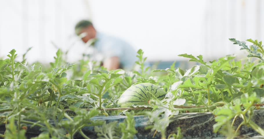 Experienced farmer carefully tending watermelon seedlings inside controlled greenhouse environment, nurturing young green plants with professional agricultural expertise