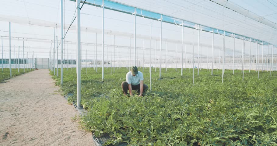 Experienced farmer carefully examining watermelon crop growth in modern greenhouse, monitoring plant health and ripening fruit during summer agricultural production