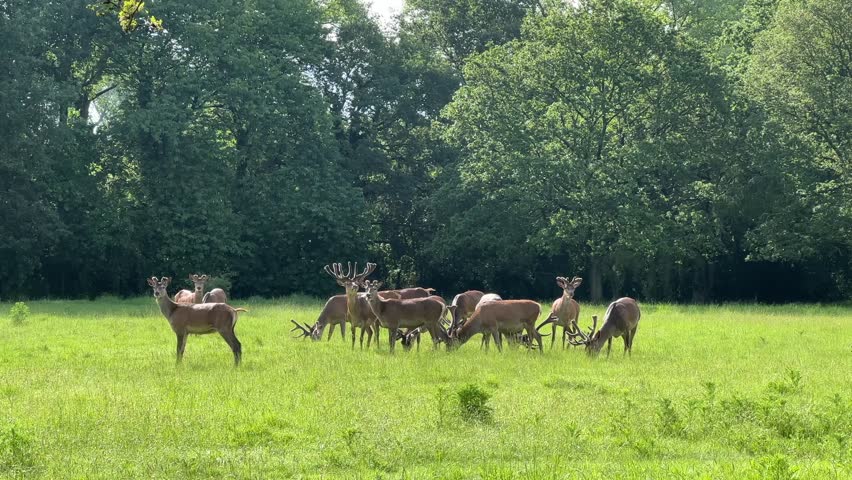 A group of deer feeding peacefully in Richmond Park, London, surrounded by lush green grass and trees in this serene natural setting