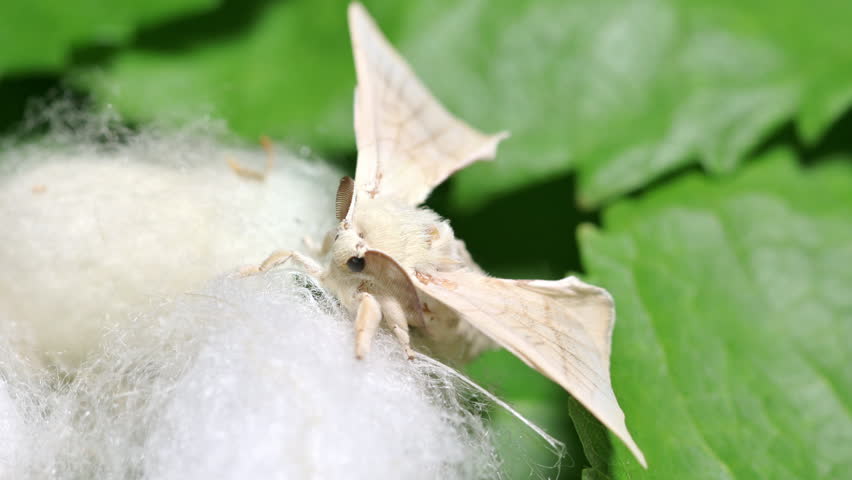 The Silk Moth in a Silk Cocoon