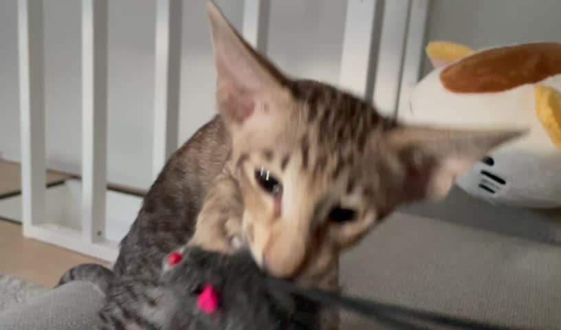 Cute tabby oriental shorthair kitten playing with toy mouse