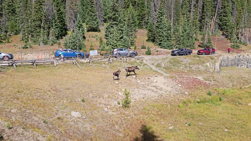 A Moose and her calf is walking around the lake. Rocky Mountain National Park, Colorado, United States