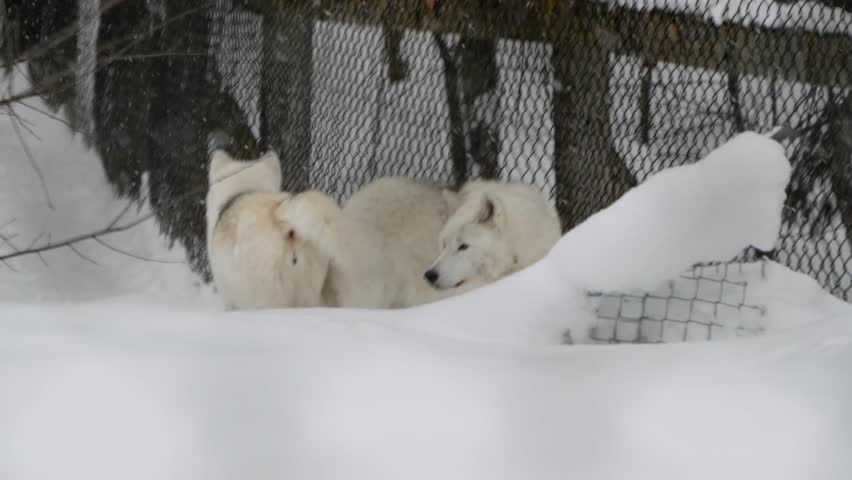 The White Arctic Wolves walking by the enclosure fence in Aspen Valley wildlife Sanctuary during a winter snowfall in Rosseau, Ontario, Canada