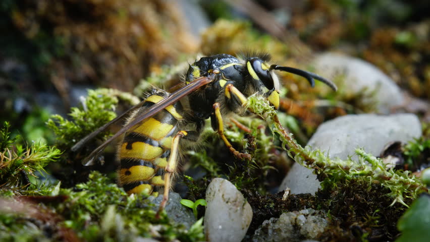 Common European Yellowjacket wasp, Vespula vulgaris, on forest floor.