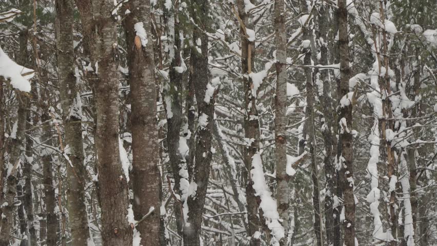 A slow motion close-up of snow gently falling on pine wood in a peaceful, compressed forest scene
