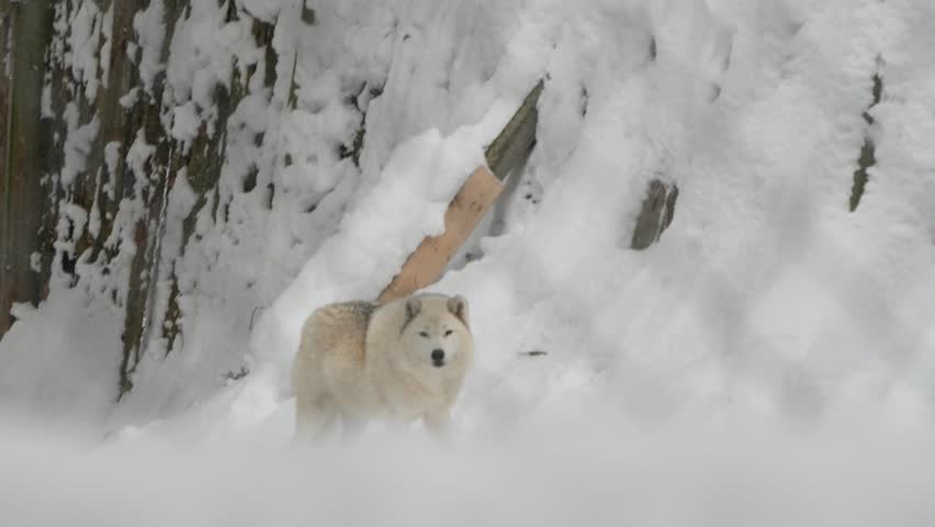 A white stick wolf in a snowy enclosure, its pale coat blending seamlessly with the wintry landscape
