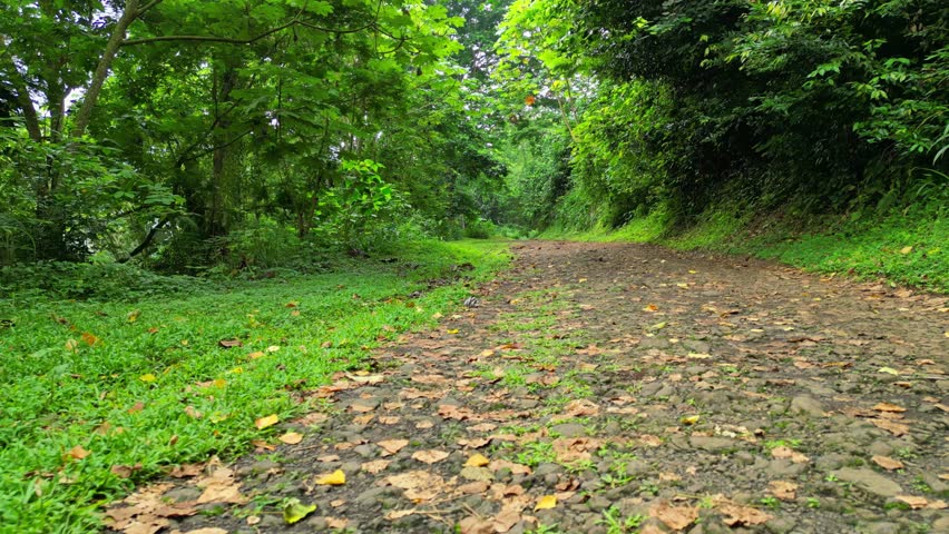POV view from a road in the forest Sao Tome, Africa