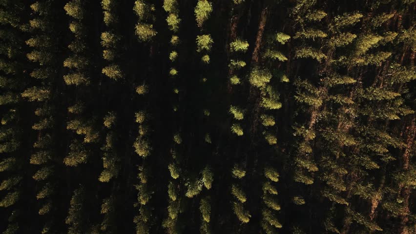 Perfect tree lines of forest farm, aerial top down view